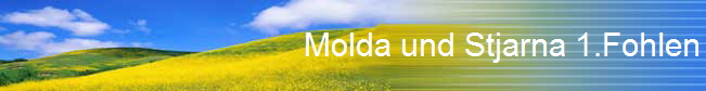 Molda und Stjarna 1.Fohlen