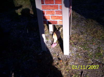 H�hnerangeln durch Schornstein